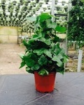 4" Topiary Tree (Solid Cone) Ivy